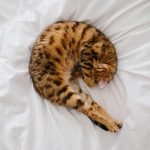 a tabby cat curled up on a bed