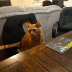 merlin the ginger cat sitting at a table in front of a board game