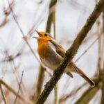 a robin yelling