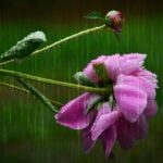a rosebud in the rain