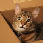 a tabby cat peering from a cardboard box