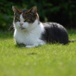 a tabby and white cat on grass