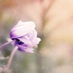 a violet flower bud