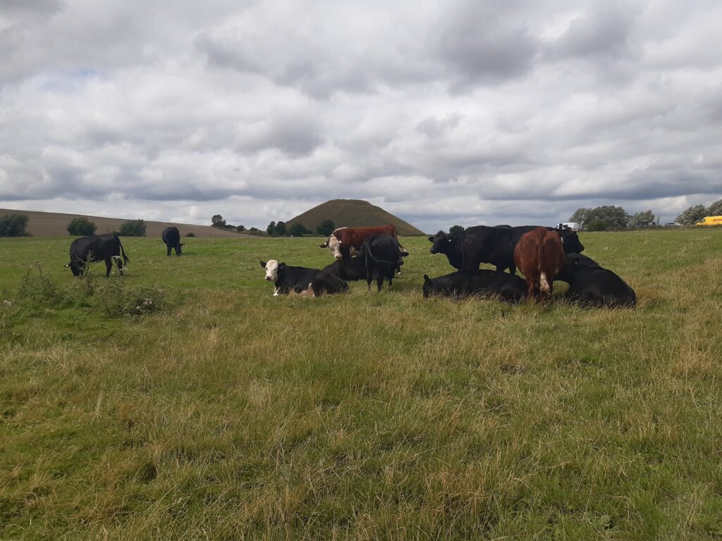 a field of lovely cows with silbury hill in the distance